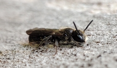 Chelostoma florisomne