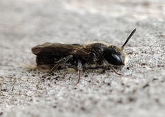 Chelostoma florisomne