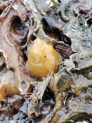 Doriopsis granulosa