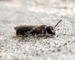 Chelostoma florisomne