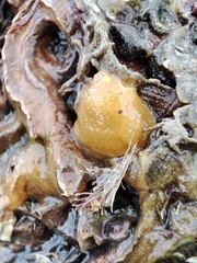 Doriopsis granulosa