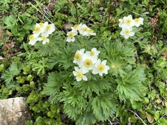 Anemonastrum villosissimum
