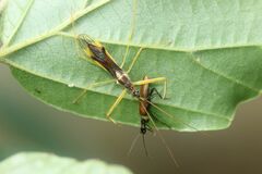Serendiba