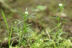 Sagina japonica