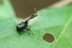 Cycnotrachelus roelofsi