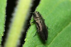 Meliboeus ohbayashii