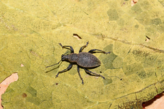 Otiorhynchus bisulcatus