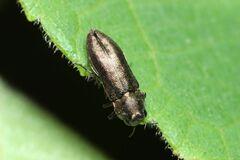 Meliboeus ohbayashii