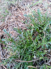 Lepidium desvauxii