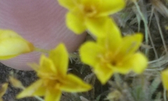 Leptosiphon chrysanthus