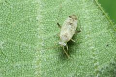 Compsidolon salicellum