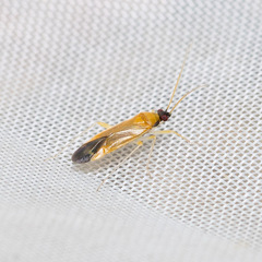 Phylus melanocephalus