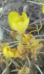 Leptosiphon chrysanthus