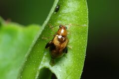 Longitarsus bimaculatus