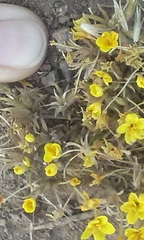 Leptosiphon chrysanthus