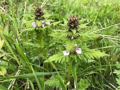 Pedicularis chamissonis