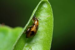 Longitarsus bimaculatus