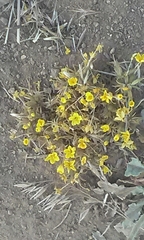 Leptosiphon chrysanthus