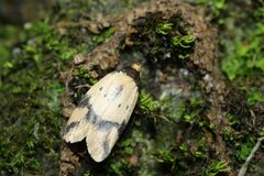 Barea enigmella