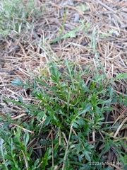 Lepidium desvauxii