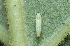 Alebrasca actinidiae