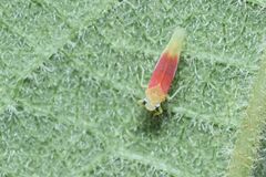 Alebrasca actinidiae