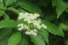 Cornus macrophylla