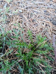 Lepidium desvauxii