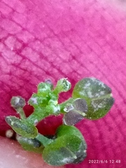 Lepidium desvauxii