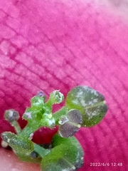 Lepidium desvauxii