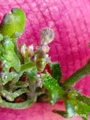 Lepidium desvauxii