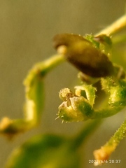 Lepidium desvauxii