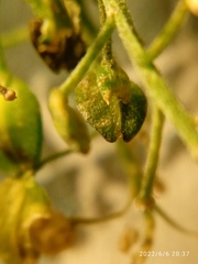 Lepidium desvauxii