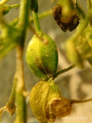 Lepidium desvauxii