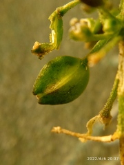 Lepidium desvauxii