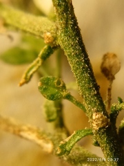 Lepidium desvauxii