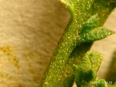 Lepidium desvauxii