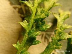 Lepidium desvauxii