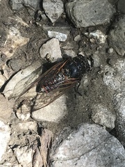 Cicadetta montana