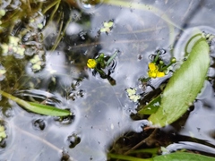 Ranunculus polyphyllus