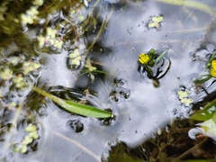 Ranunculus polyphyllus