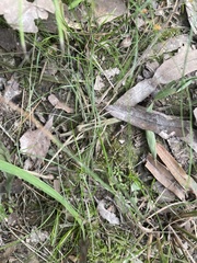 Callitriche terrestris