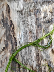 Ranunculus polyphyllus