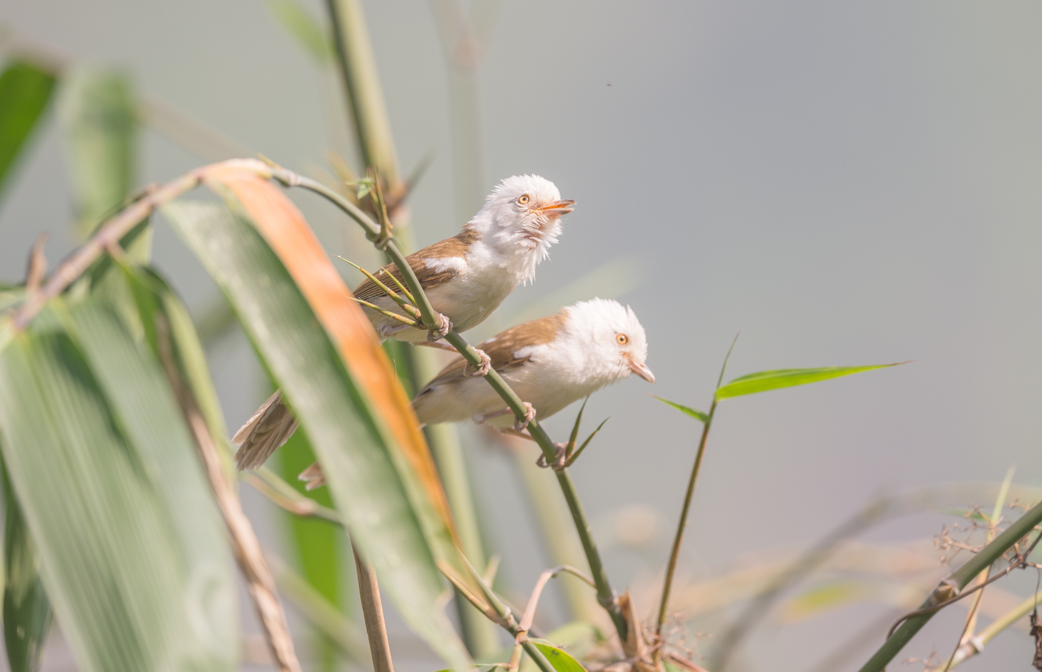 White-hooded Babbler (Gampsorhynchus rufulus), photo 8