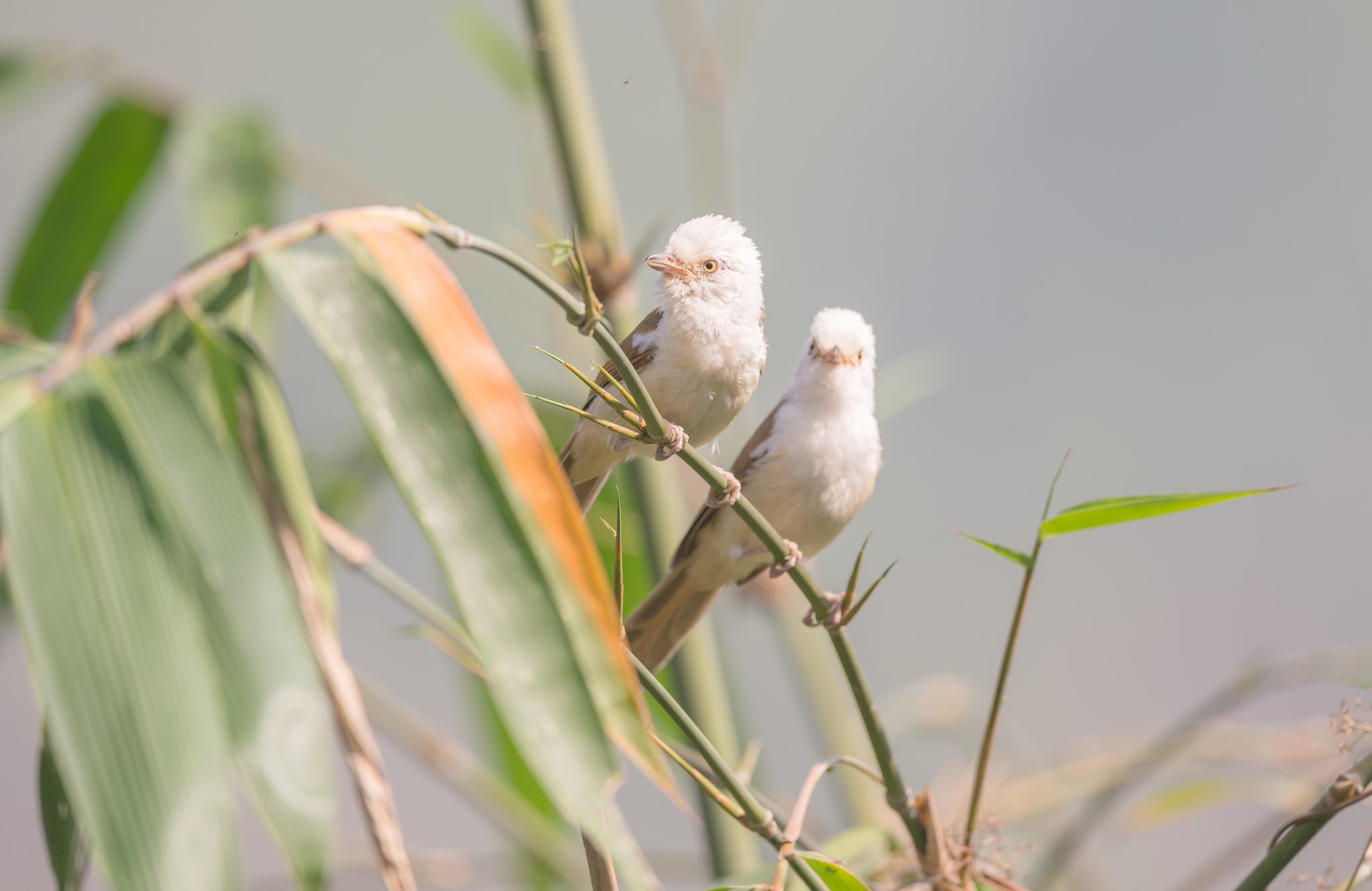 White-hooded Babbler (Gampsorhynchus rufulus), photo 9