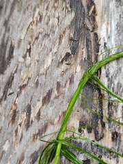 Ranunculus polyphyllus