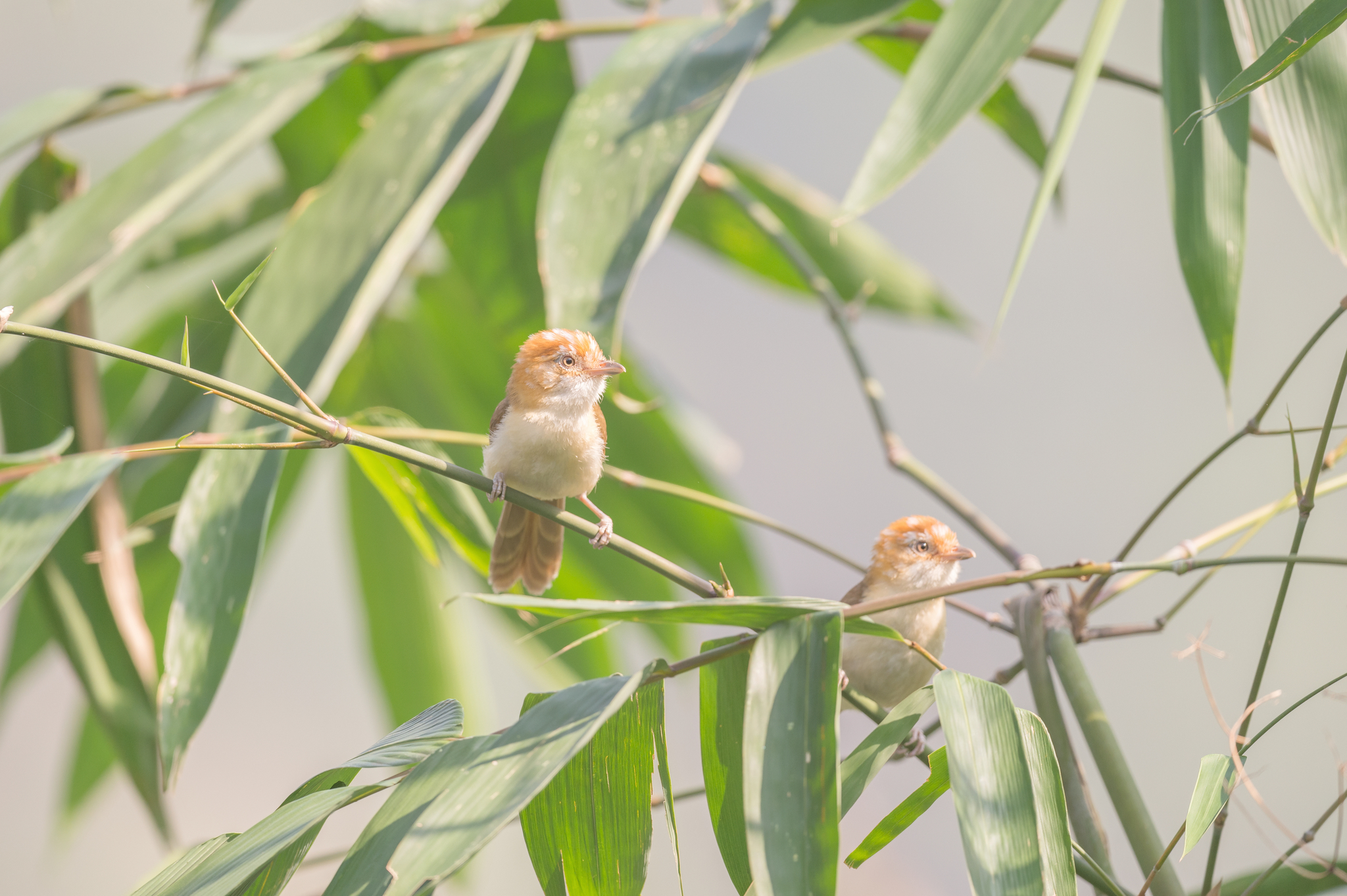 White-hooded Babbler (Gampsorhynchus rufulus), photo 10