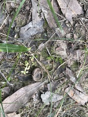 Callitriche terrestris