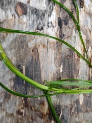 Ranunculus polyphyllus