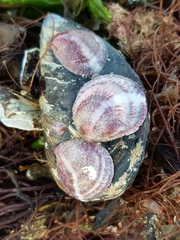 Crepipatella dilatata